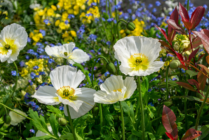 Weißer Mohn