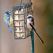 Long tailed tit and blue tit