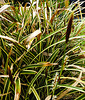 20210501 0125CPw [D~LIP] Bunte Japan-Segge (Carex morrowii 'Variegata), Bad Salzuflen