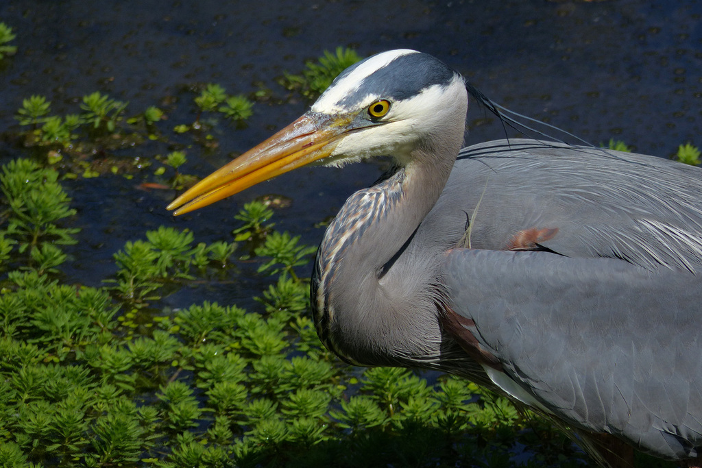 Great Blue Heron Up Close