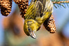 20230315 - Crossbill close encounter-15