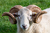 Wiltshire Horn Ram-DSZ8586