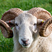 Wiltshire Horn Ram-DSZ8586