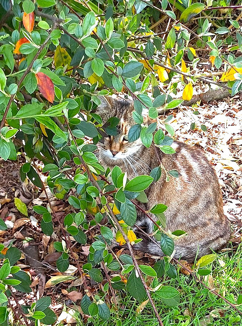 Sybil Playing Peek-a-boo.