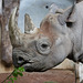 Mama Spitzmaulnashorn (Zoo Zürich)