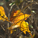 Herbstfarben im Dezember