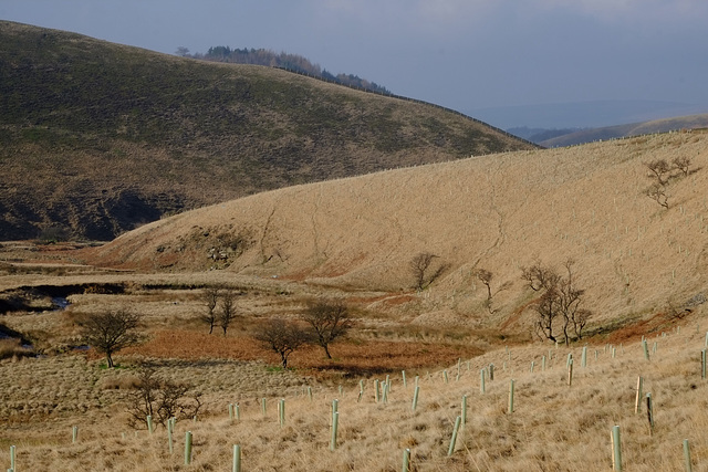 Flood plain on Shelf Brook