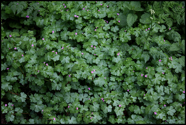 Geranium luisant