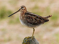 This Snipe 'doesn't have a leg to stand on'