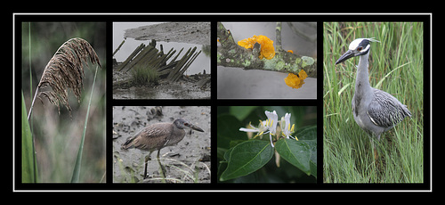 A Rainy Day in the Marsh