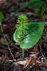 Malaxis unifolia (Green Adder's-mouth orchid)