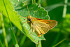 Essex Skipper-DSA 6720