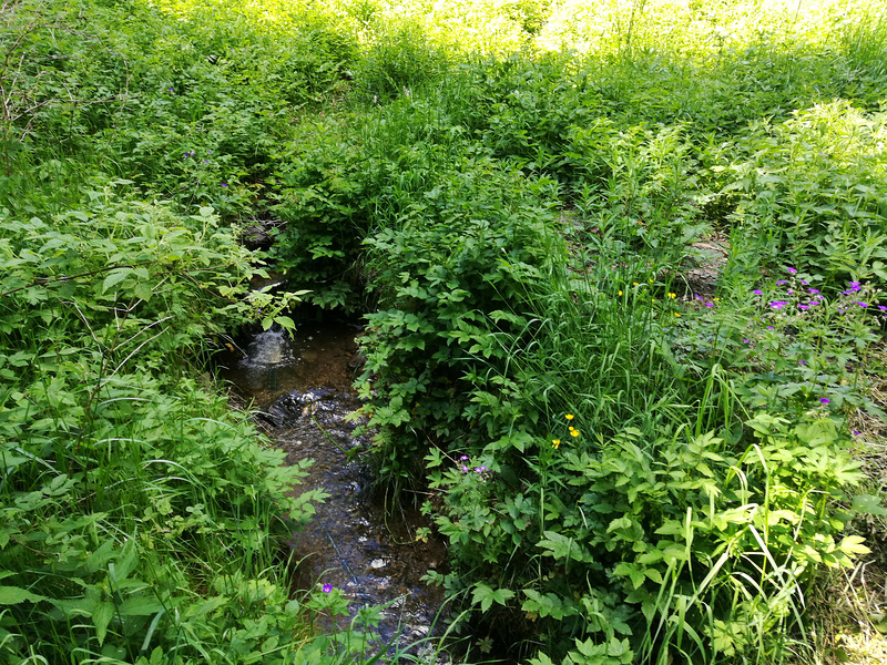 02.06.2019 - Der kleine Bach im Tal, der Steinbach