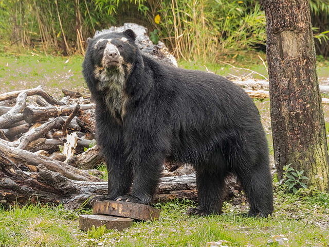 Spectacled bear 2