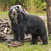 Spectacled bear 2