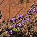 20200521 7628CPw [D~MI] Garten-Salbei (Salvia officinalis), Hille