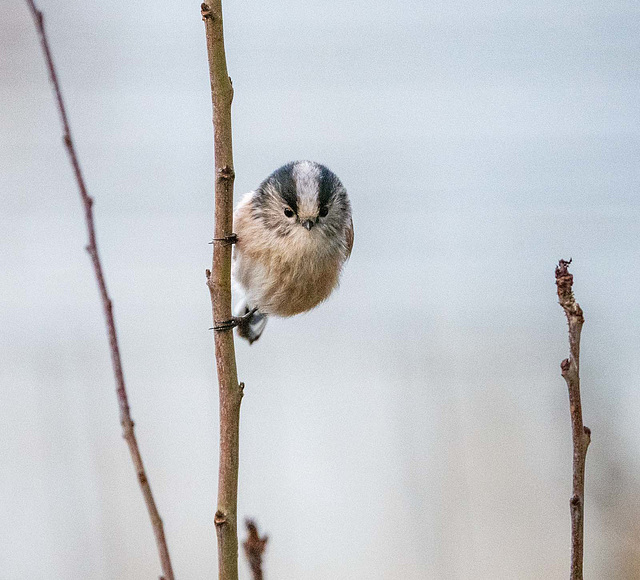 Long tailed tit