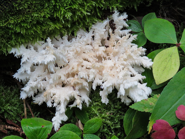 Hericium coralloides / Comb Tooth fungus