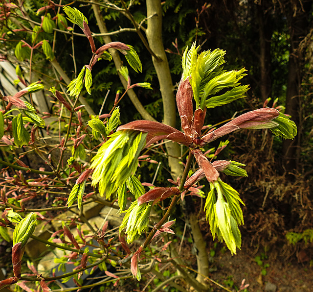 20210501 0127CPw [D~LIP] Gold-Ahorn (Acer shiras 'Aureum'), Bad Salzuflen