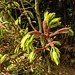 20210501 0127CPw [D~LIP] Gold-Ahorn (Acer shiras 'Aureum'), Bad Salzuflen