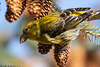 20230315 - Crossbill close encounter-16