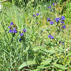 Gemeine Ochsenzunge (Anchusa officinalis) Gemeine Ochsenzunge (Anchusa officinalis)