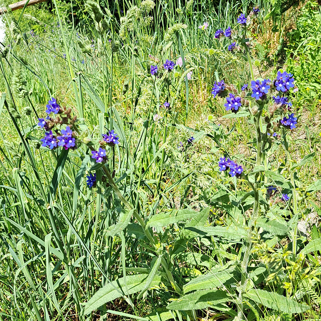Gemeine Ochsenzunge (Anchusa officinalis)