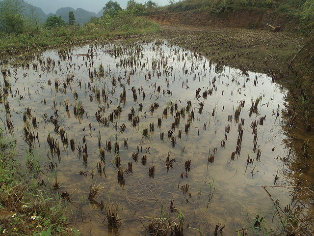 Haut plateaux Vietnam (10)