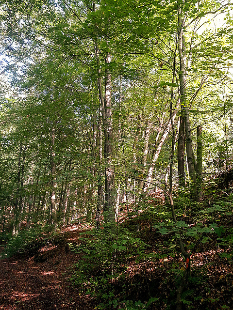 20141011 006Hw [D~SHG] Wald, Wesergebirge, Rinteln
