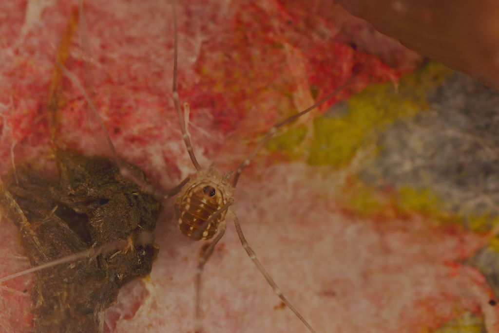EF7A7833harvestmannewspaper