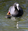 Adult coot with chick