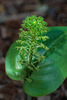 Malaxis unifolia (Green Adder's-mouth orchid)