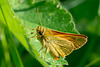 Essex Skipper-DSA 6721