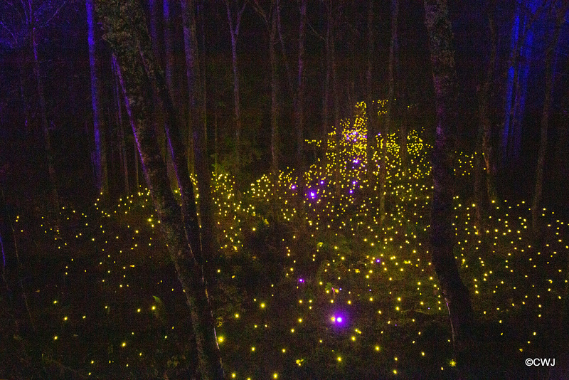 The Enchanted Forest, Faskally, 2nd Nov 2019 The Enchanted Forest, Faskally, 2nd Nov 2019