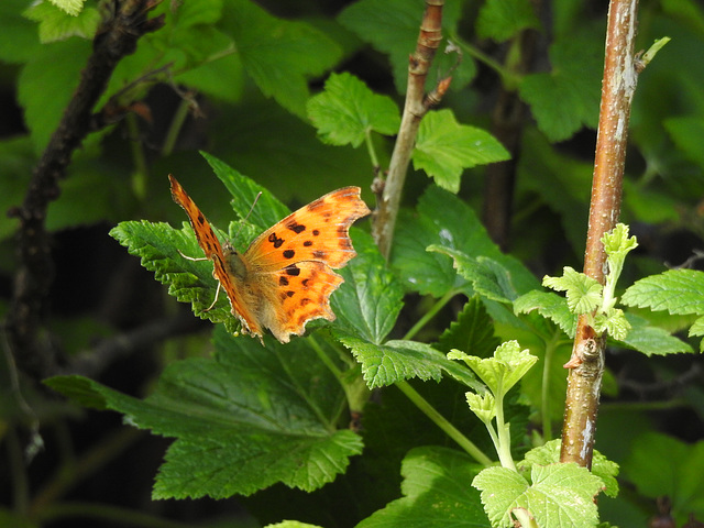 Comma Butterfly (Polygonia c-album)