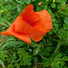 Coquelicot*************