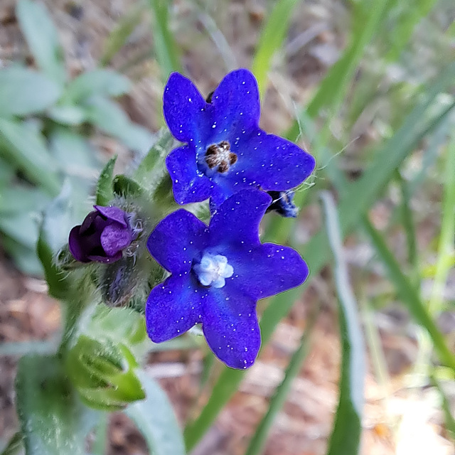 Gemeine Ochsenzunge (Anchusa officinalis)