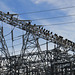 Vultures on TVA electrical structure