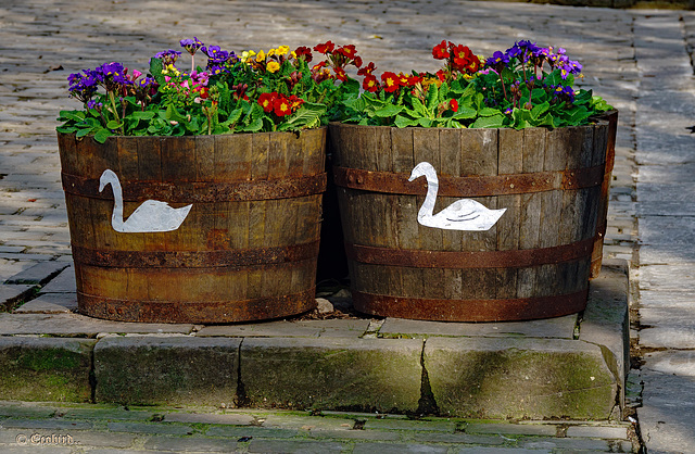 Flowers and Swans