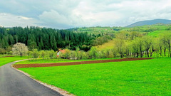 Greenery of spring