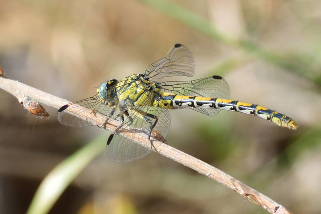 Small Pincertail f (Onychogomphus forcipatus) 13