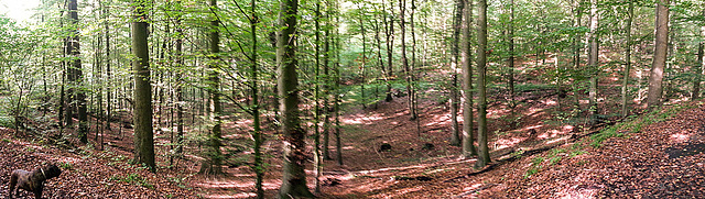 20141011 007HPw [D~SHG] Thora, Wald, Wesergebirge, Rinteln