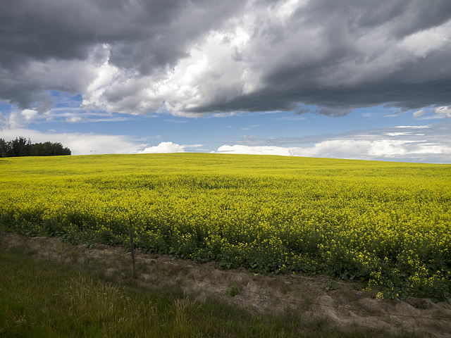 Summer Scene in Alberta