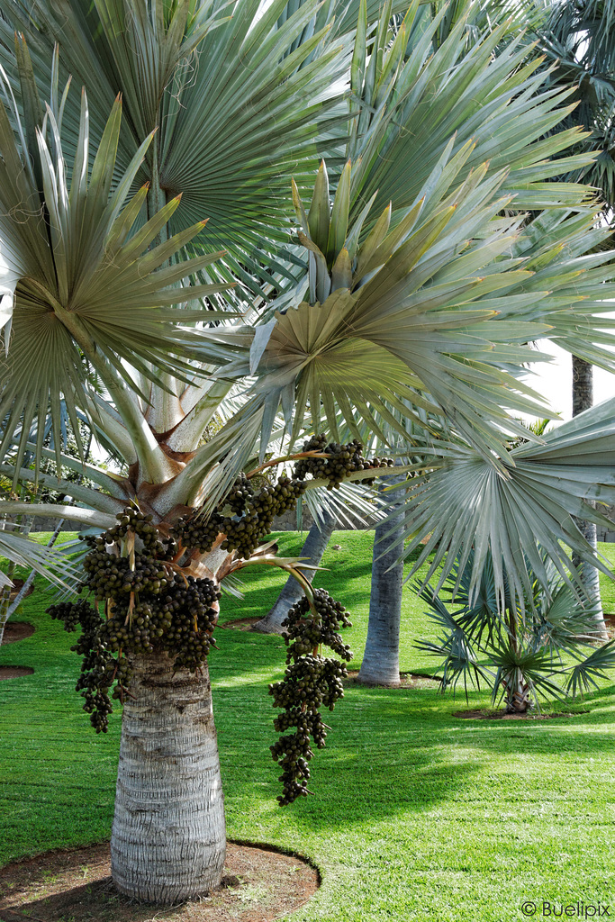 Bismarckpalmen im Palmetum - P.i.P. (© Buelipix)