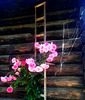 Roses and cobweb