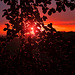 Beech tree sunset