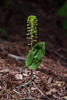 Malaxis unifolia (Green Adder's-mouth orchid)