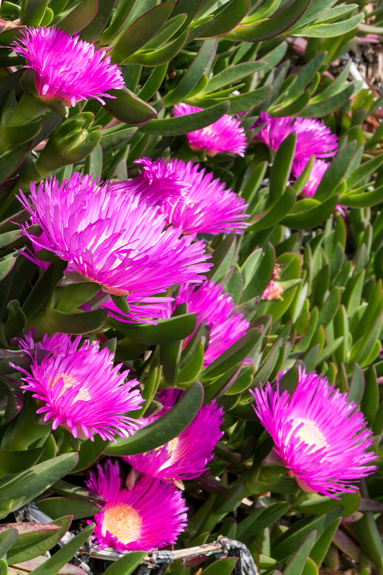 Carpobrotus rossii