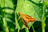 Essex Skipper-DSA 6722