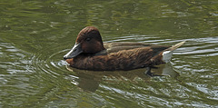 20190901 5615CPw [D~VR] Ente, Vogelpark Marlow